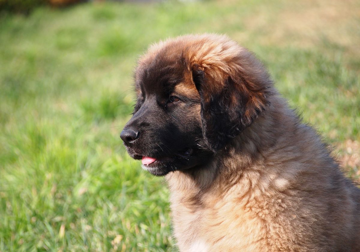 chiot Leonberg dans l'herbe
