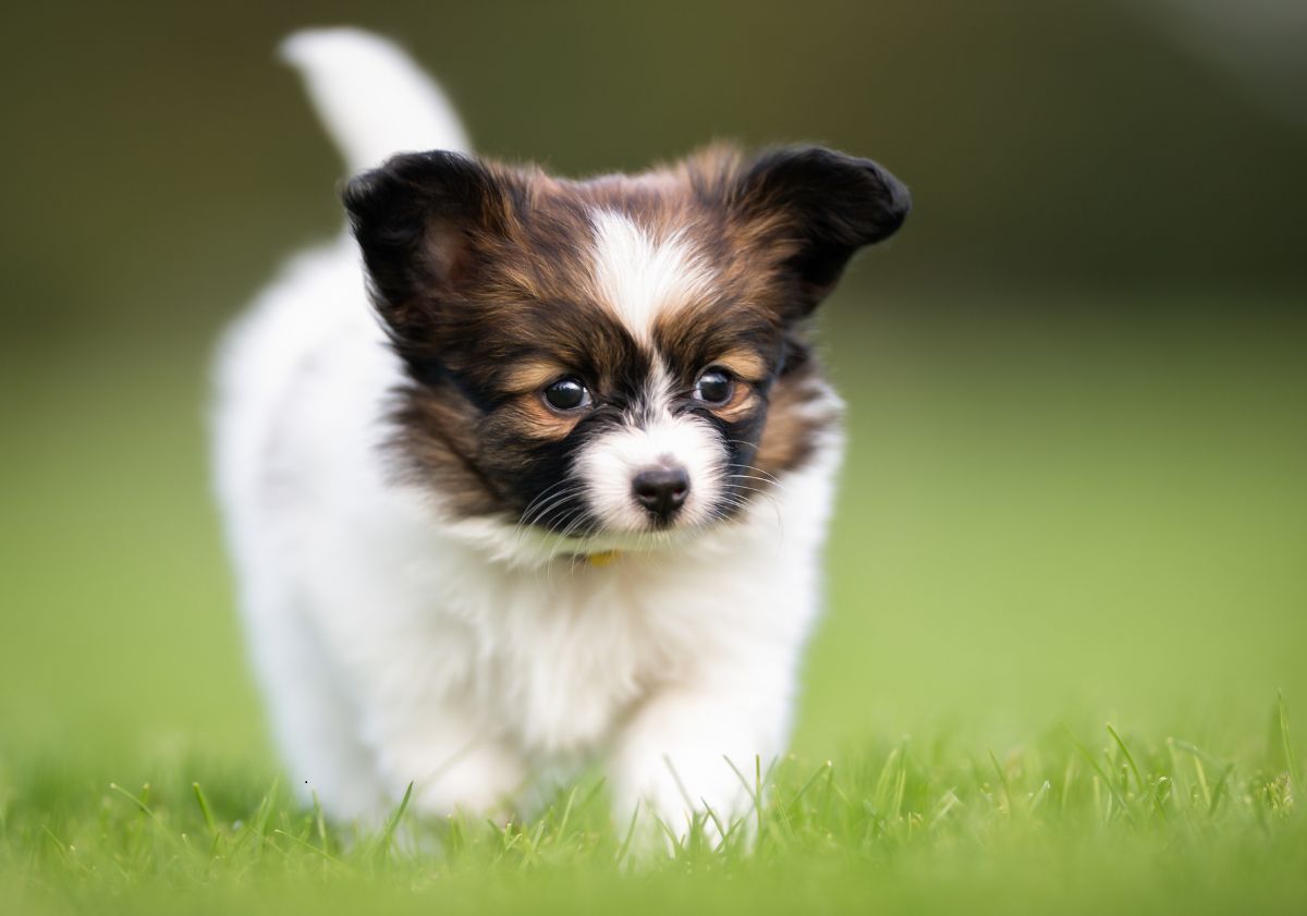 chiot épagneul papillon