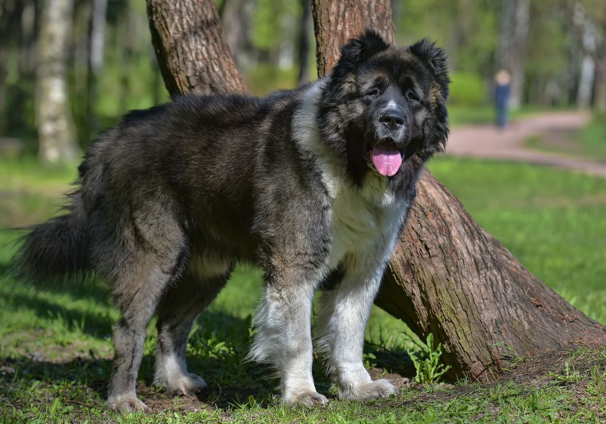 berger du caucase près d'un arbre
