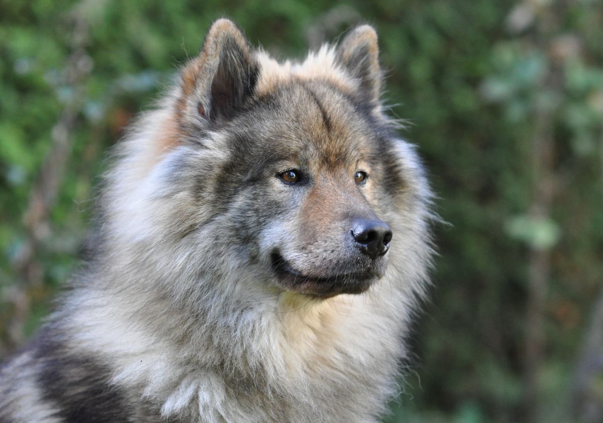 eurasier beige tricolore dans la nature regardant vers la droite