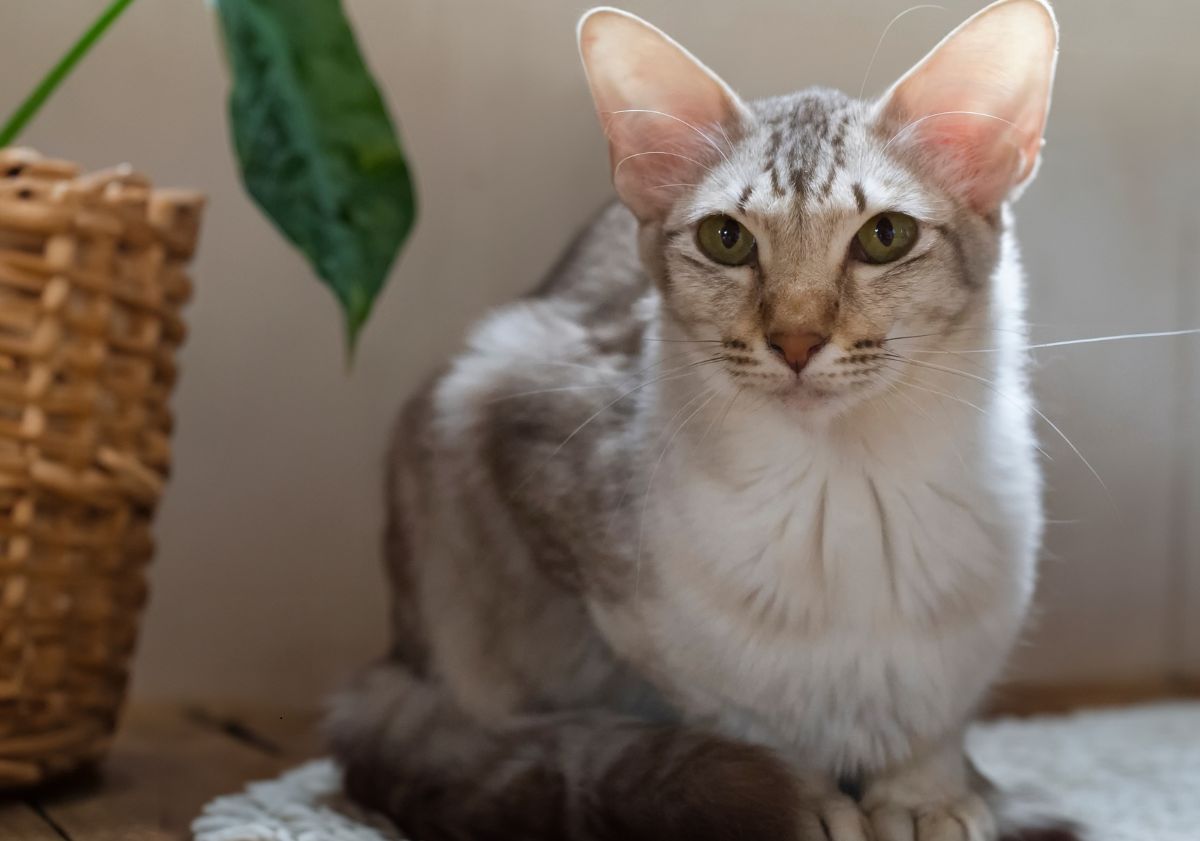 chat javanais gris et blanc