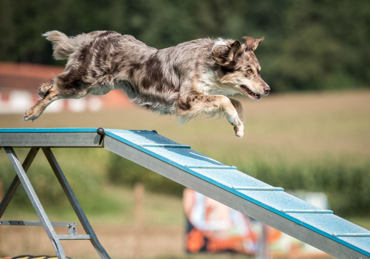 agility chien