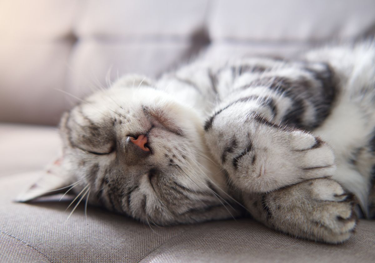 American Shorthair gris et blanc