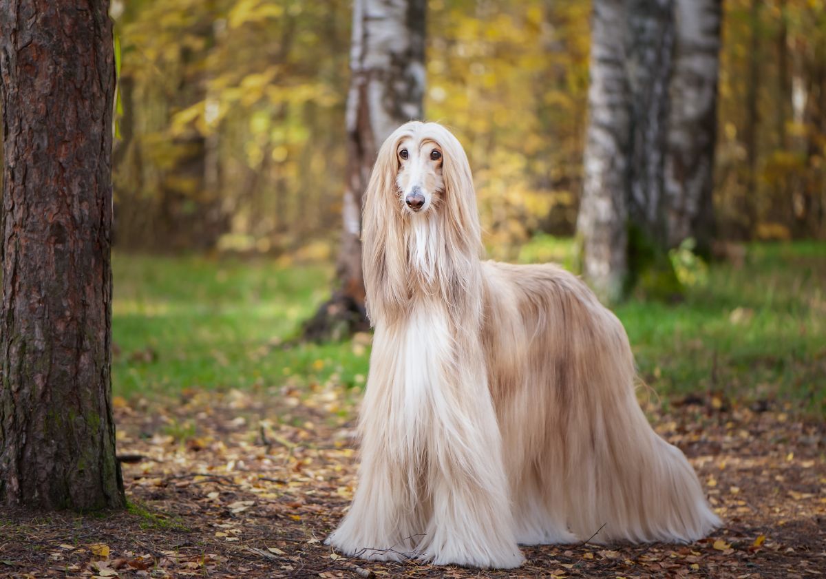 Lévrier Afghan beige dans une forêt