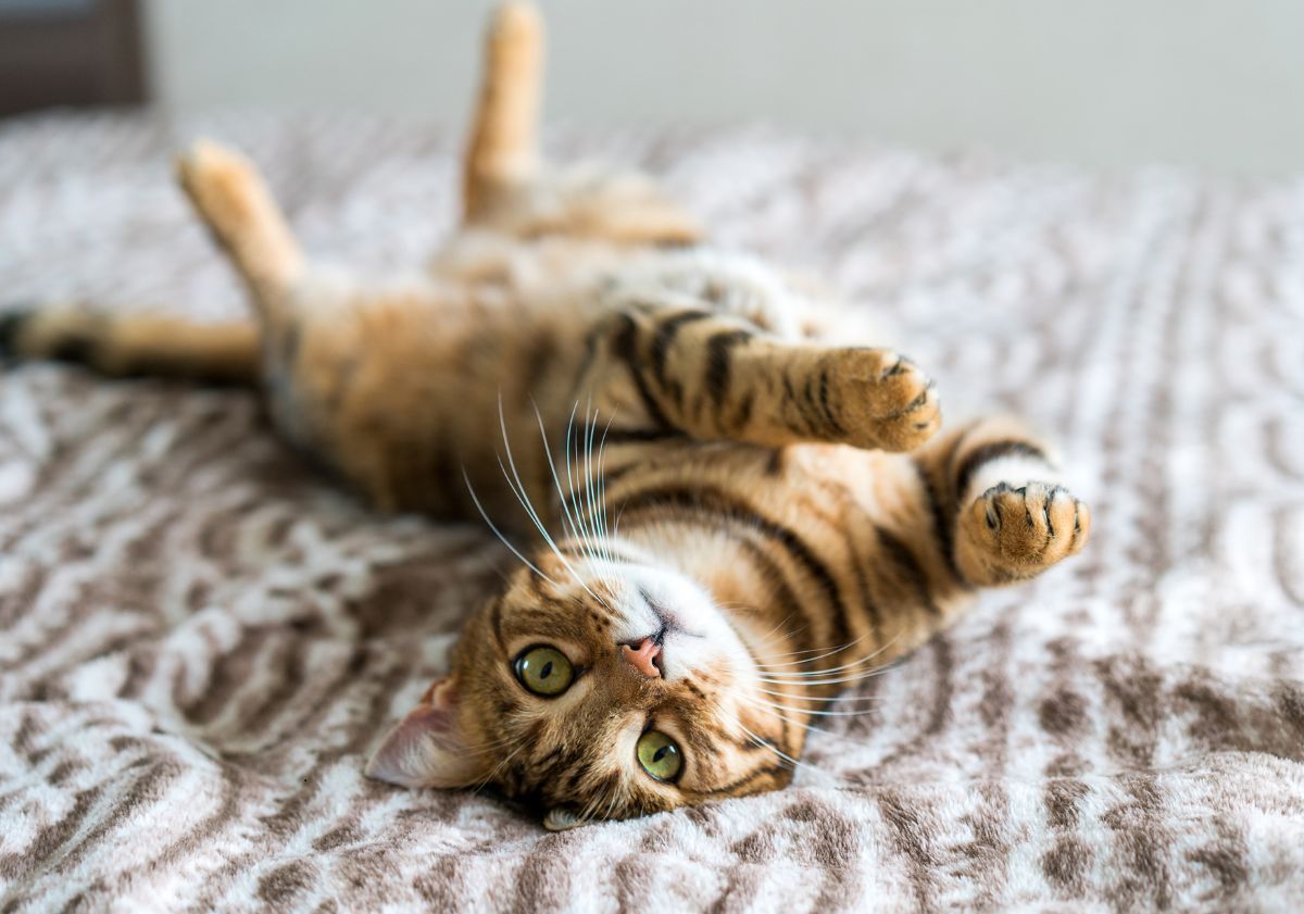 chat tigré sur un lit
