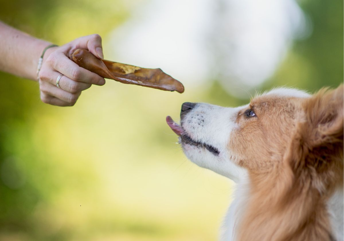 Border Collie avec son oreille de porc