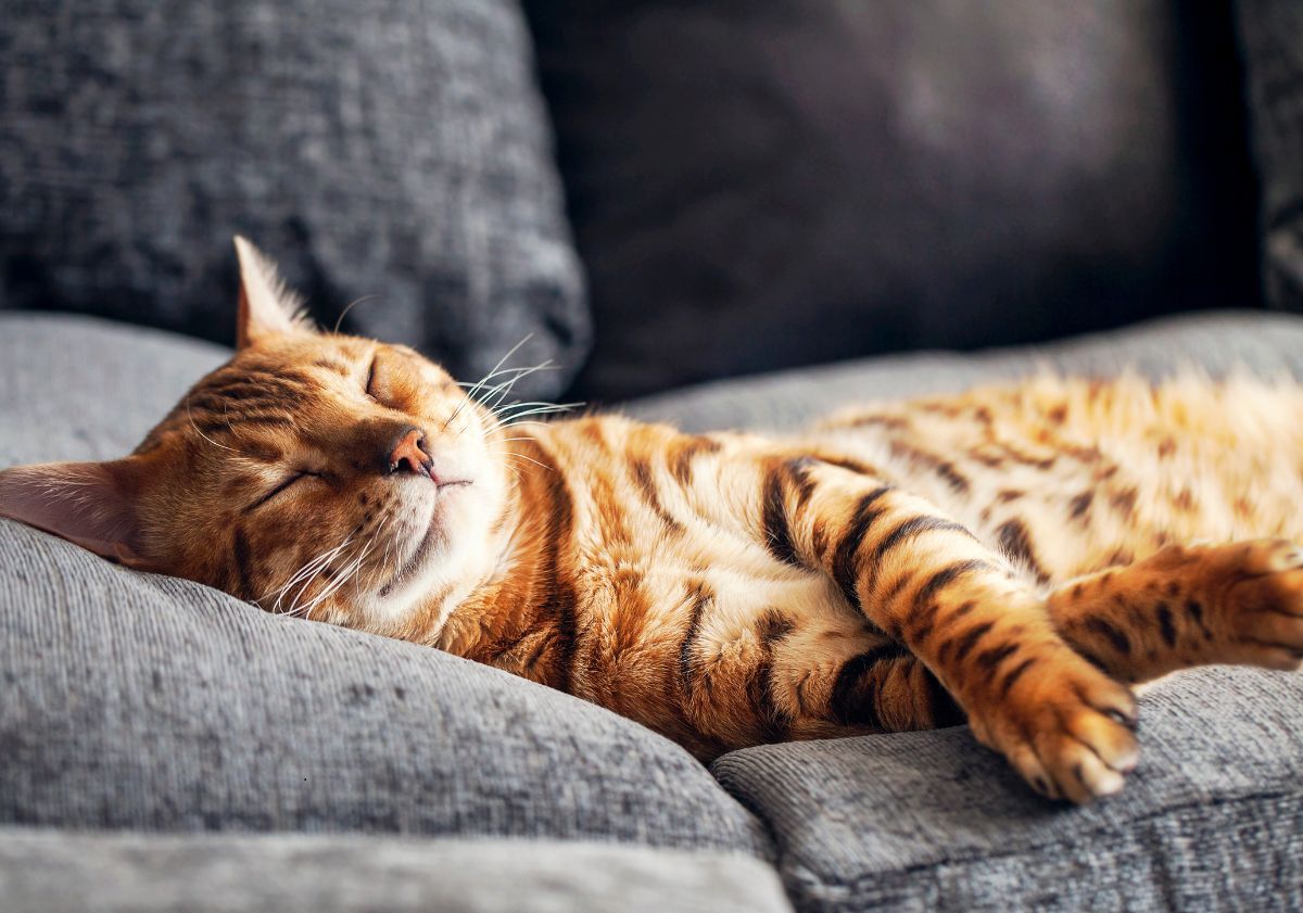 chat dormant sur un canapé