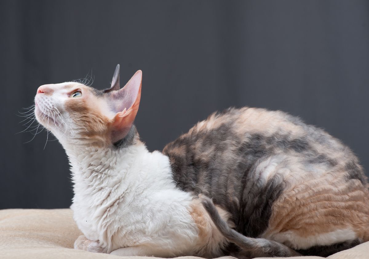 cornish rex allongé