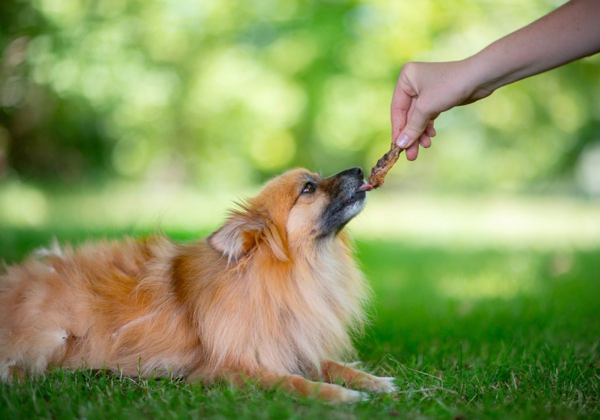 Poméranien avec son cou de poulet