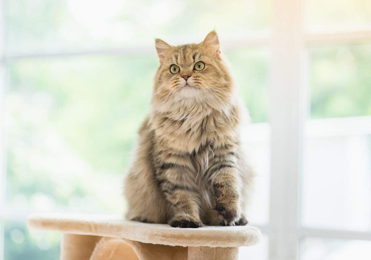 chat persan tigré sur un arbre à chat