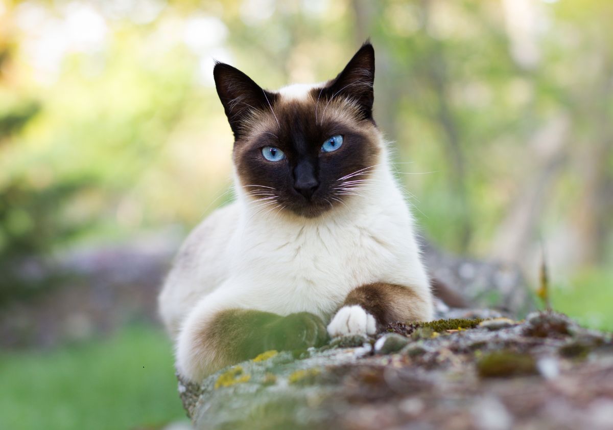 chat siamois allongé sur un rondin 