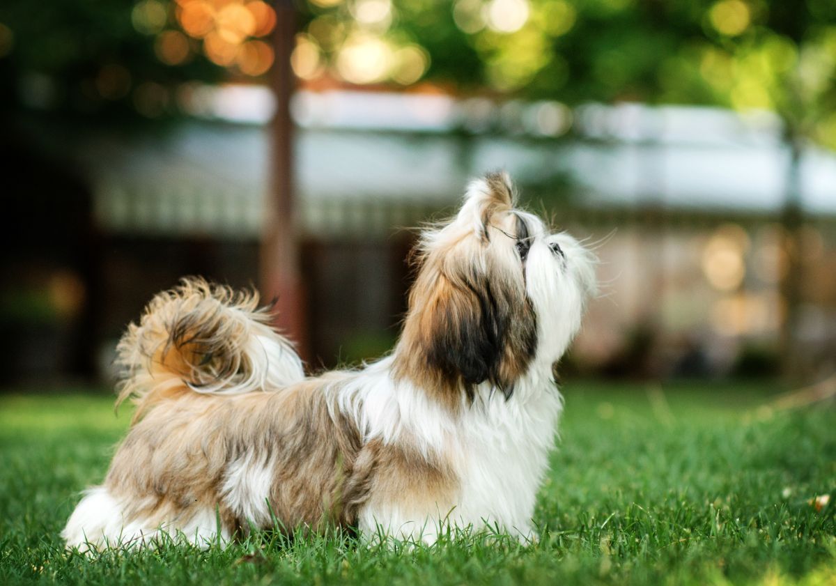 shih tzu beige et blanc