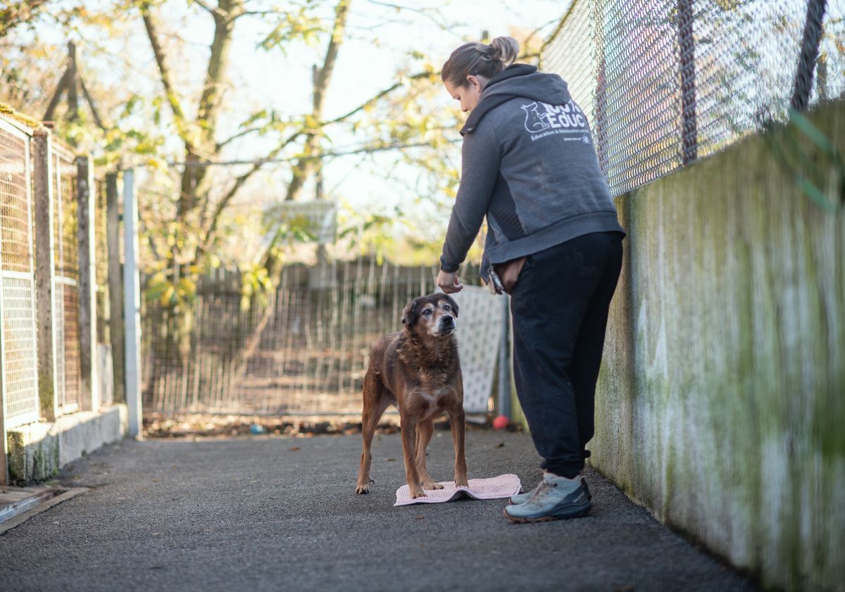 éducatrice canine avec un chien
