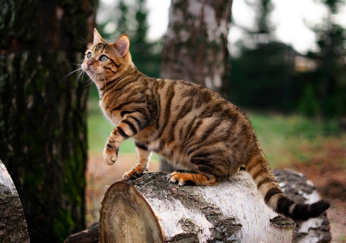chat Toyger sur un tronc en extérieur