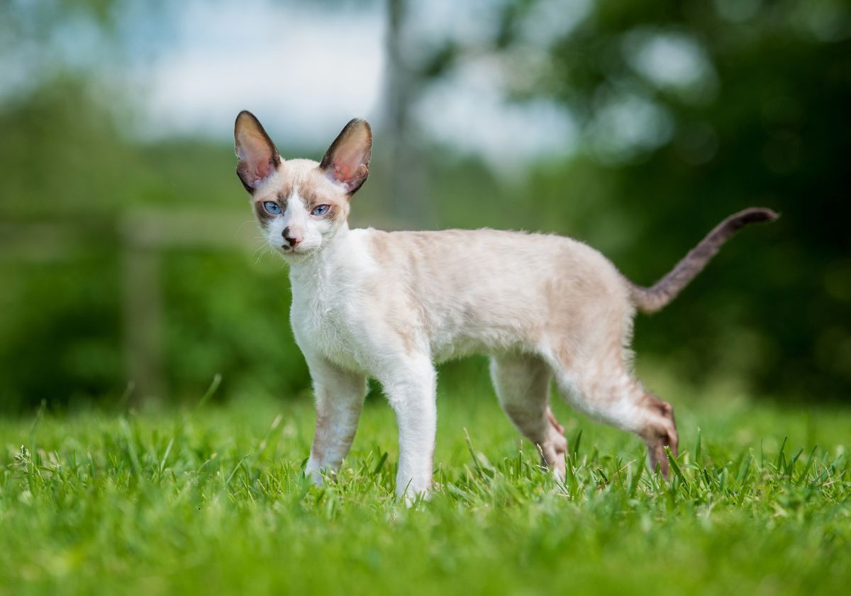 cornish rex chaton