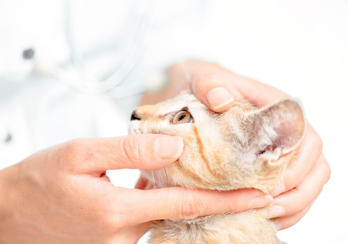 chat roux chez le vétérinaire