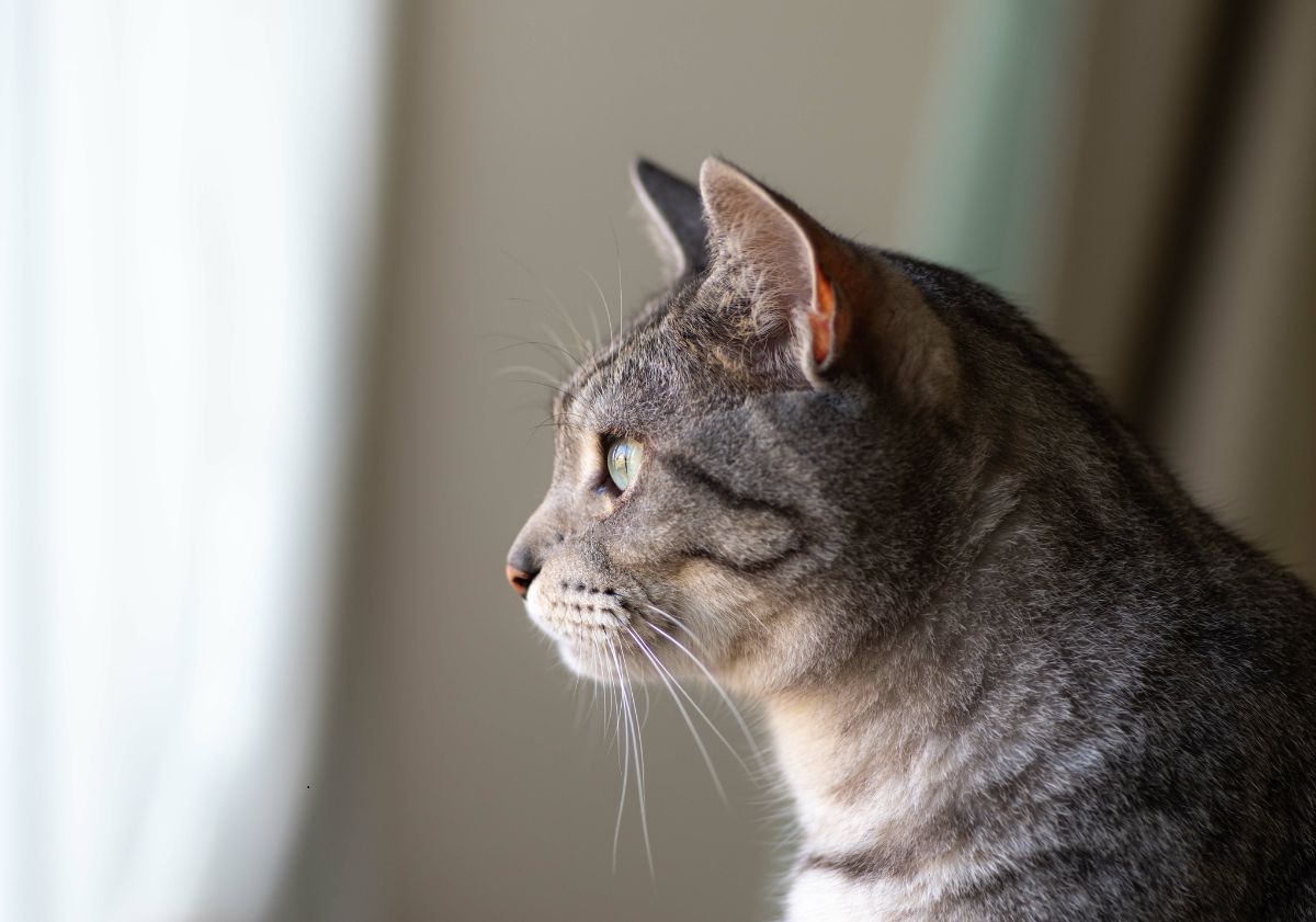 chat qui regarde par la fenêtre