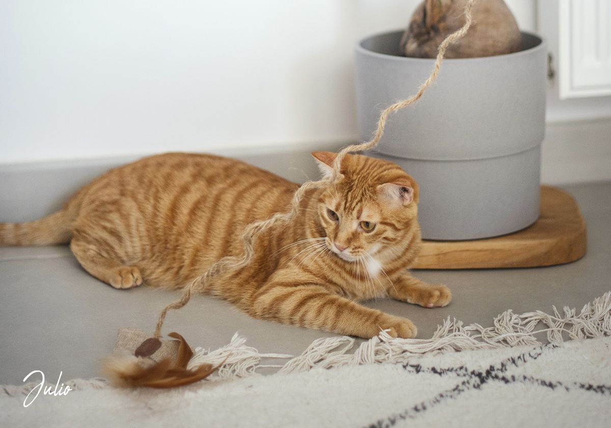 chat roux en train de jouer