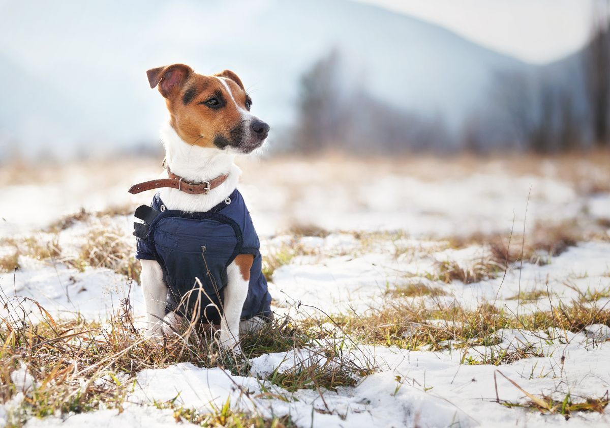 jack russell manteau dans la neige