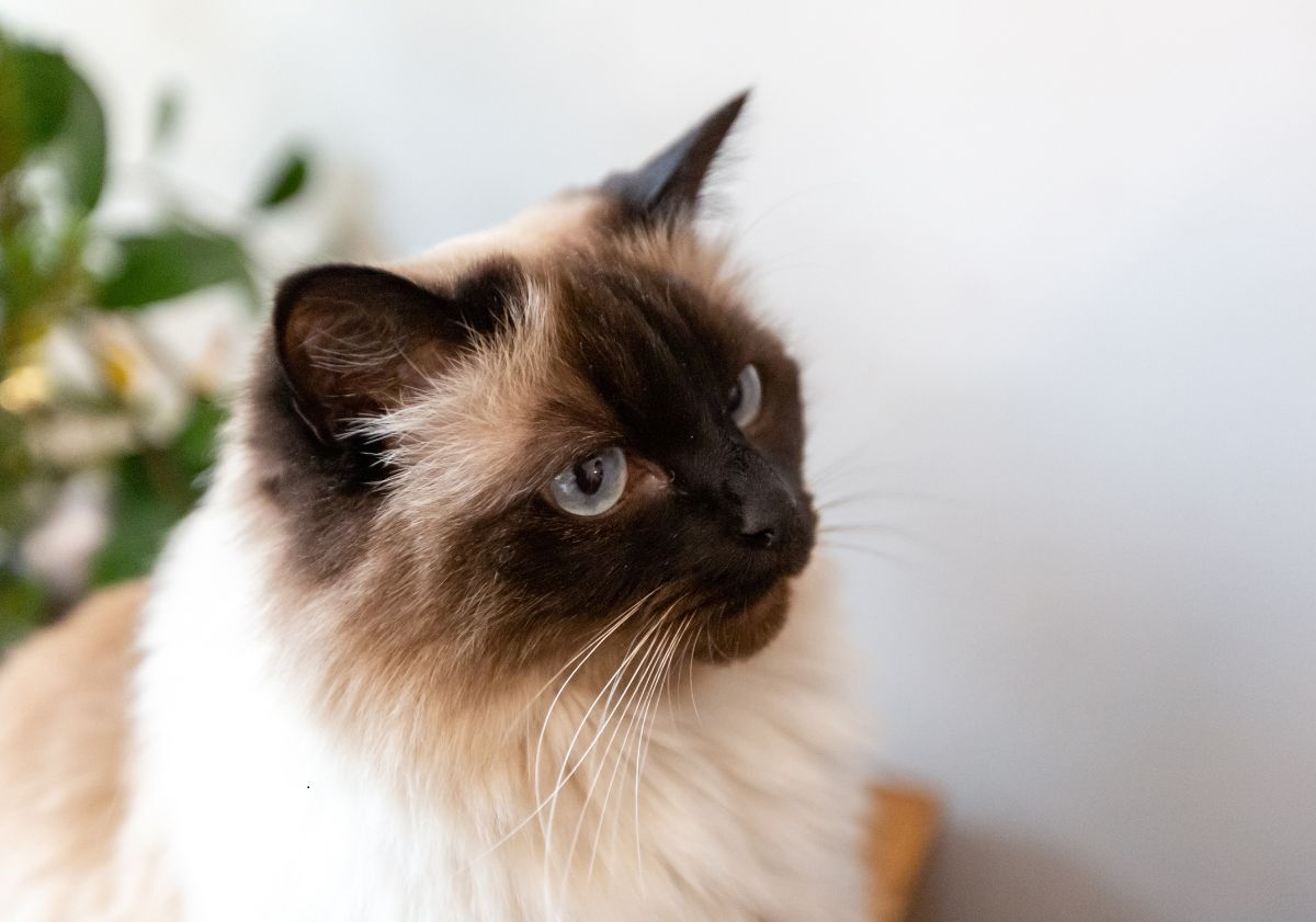 chat himalayen en intérieur