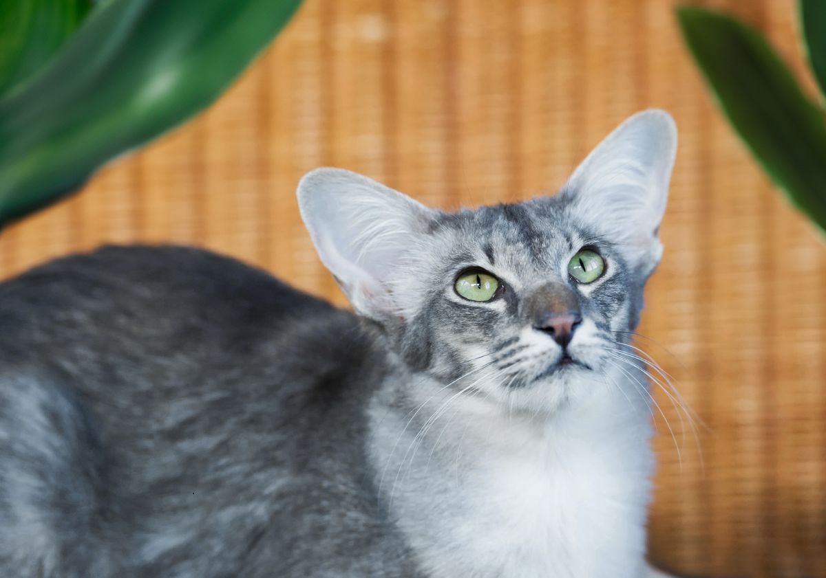 chat javanais gris et blanc qui regarde vers le haut