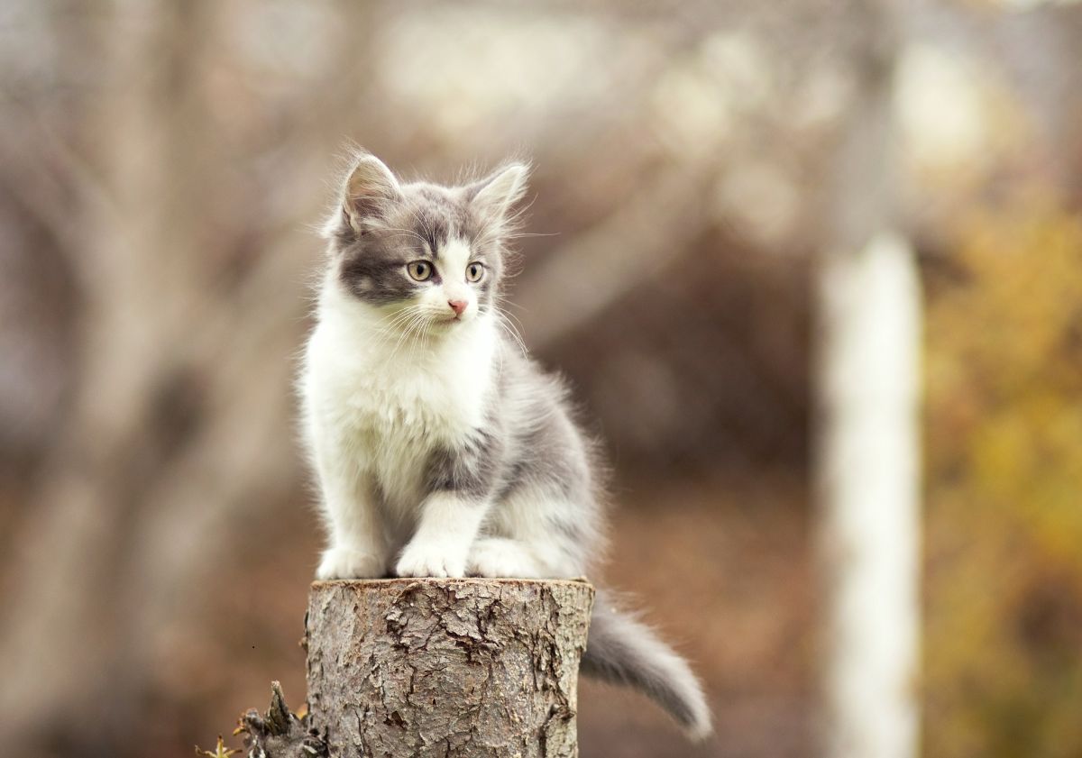 chaton assis sur un tronc d'arbre
