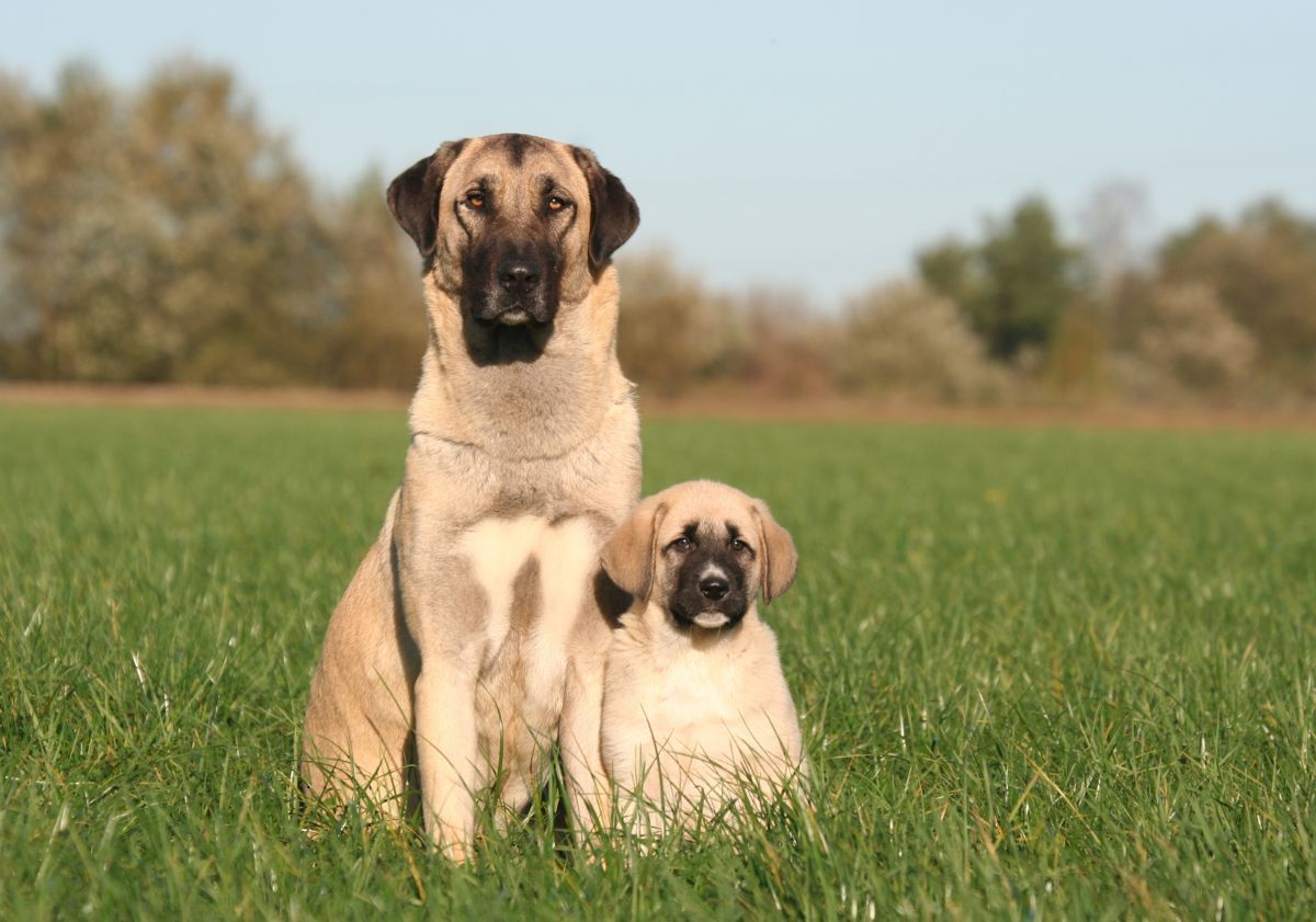 Berger d'Anatolie et son chiot dans un pré