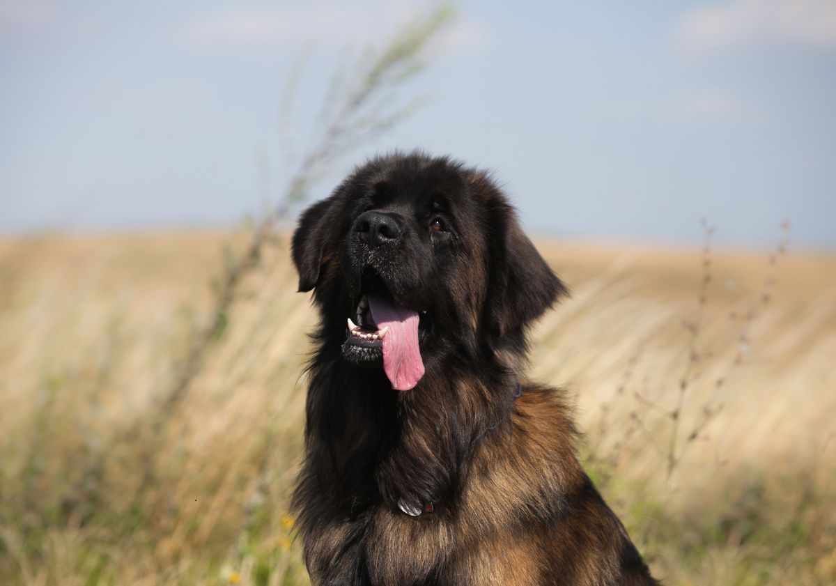 Leonberg dans un champ