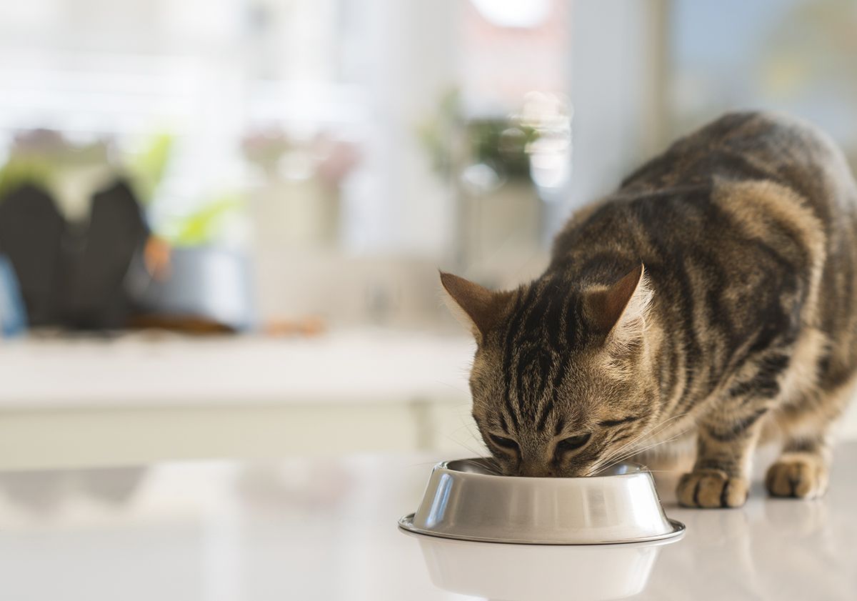 chat tigré mangeant dans sa gamelle
