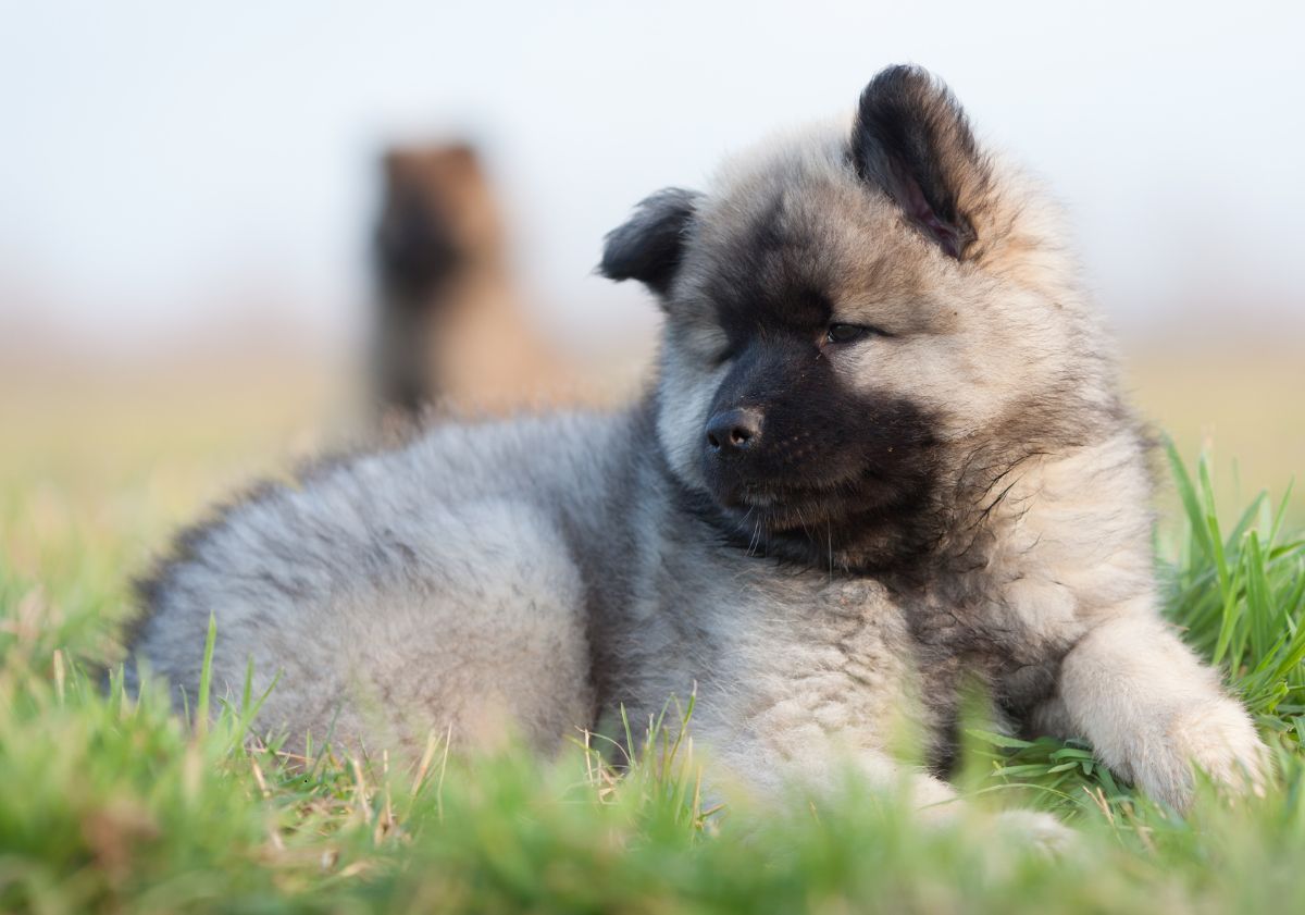 chiot eurasier beige avec la truffe noire allongé dans l'herbe et regardant vers la gauche