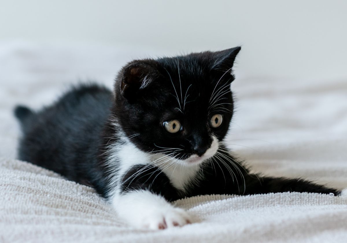 chaton noir et blanc sur un lit