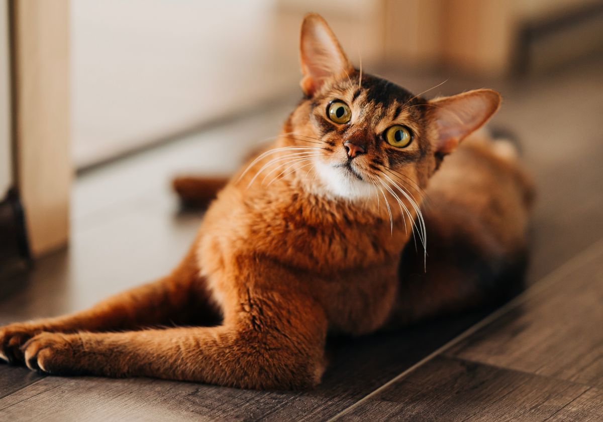 chat somali en intérieur