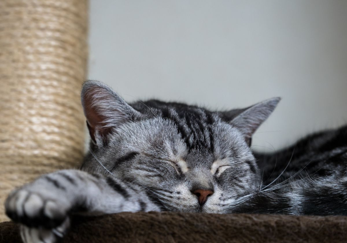 american shorthair dormant sur son arbre à chat