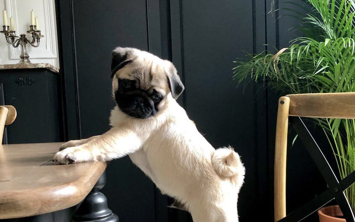 Un carlin ayant les pattes avant sur une table