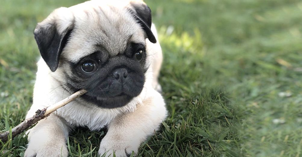 Un carlin mordant un bout de bois en pleine nature