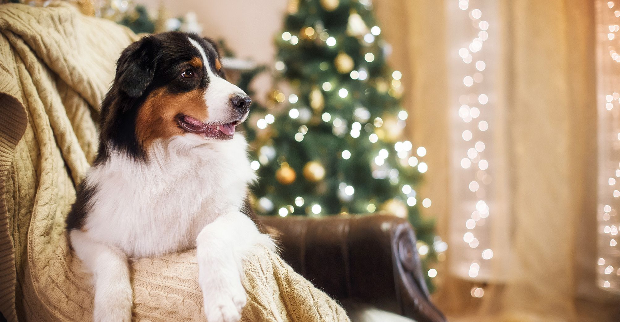 Chien près du sapin