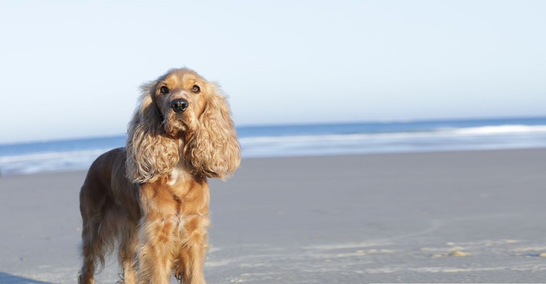 Un chien sur une plage