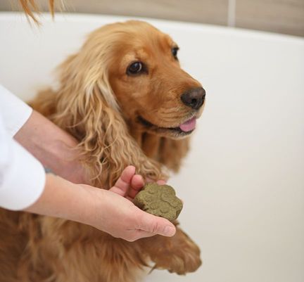 Maîtresse lavant son chien avec du shampooing solide 