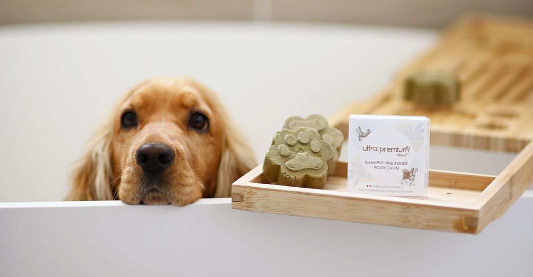 Chien dans une baignoire près du shampooing solide pour chien Ultra Premium Direct