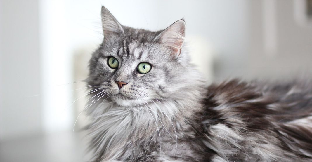 Chat gris et blanc en intérieur