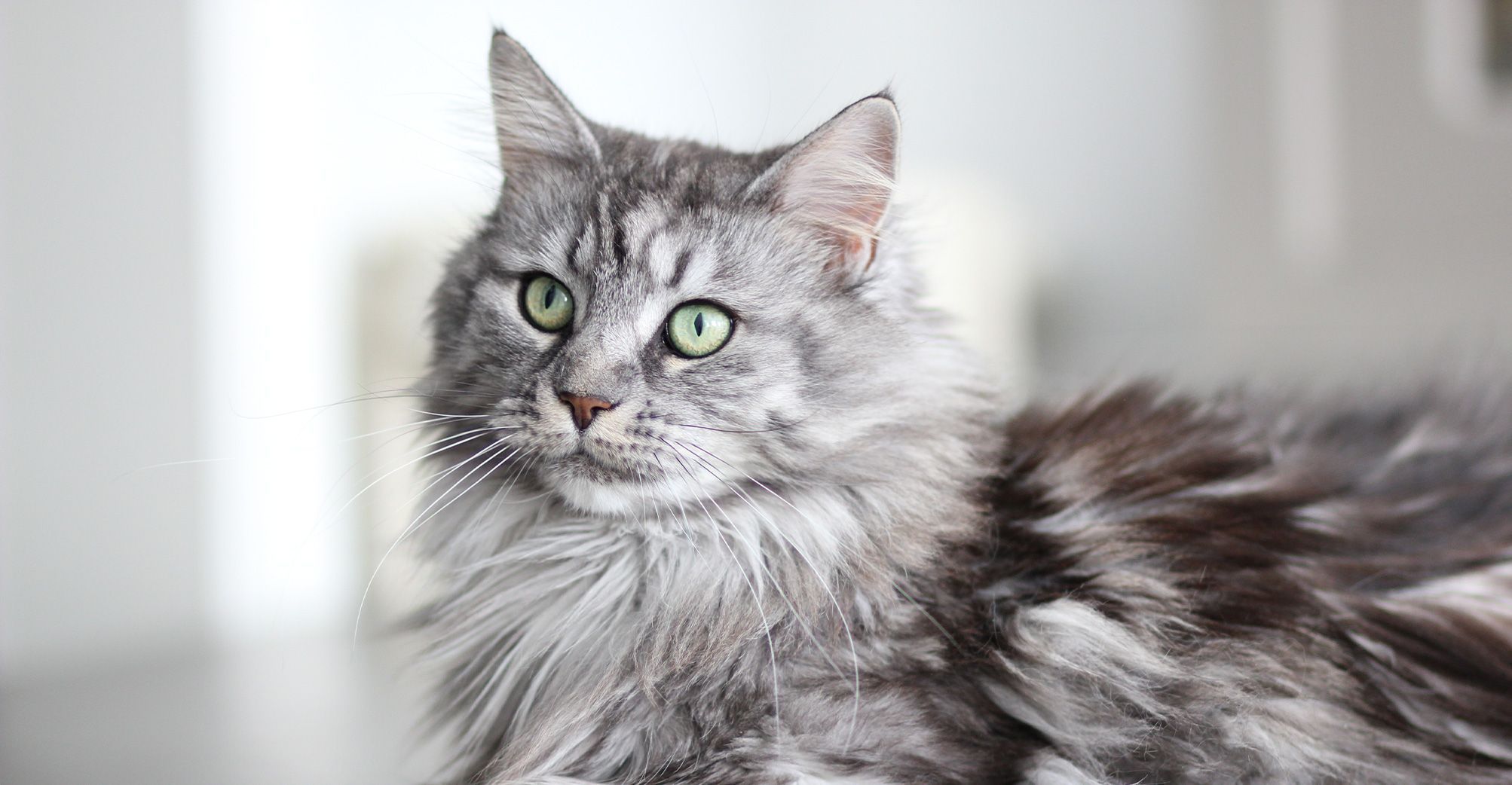 Chat gris et blanc en intérieur