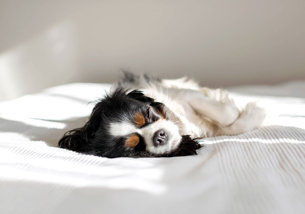 Cavalier King Charles, allongé sur un lit