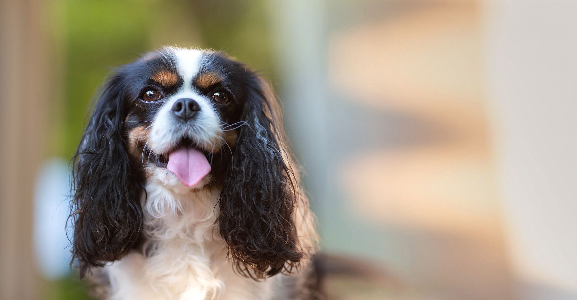 Cavalier King Charles, la langue tirée