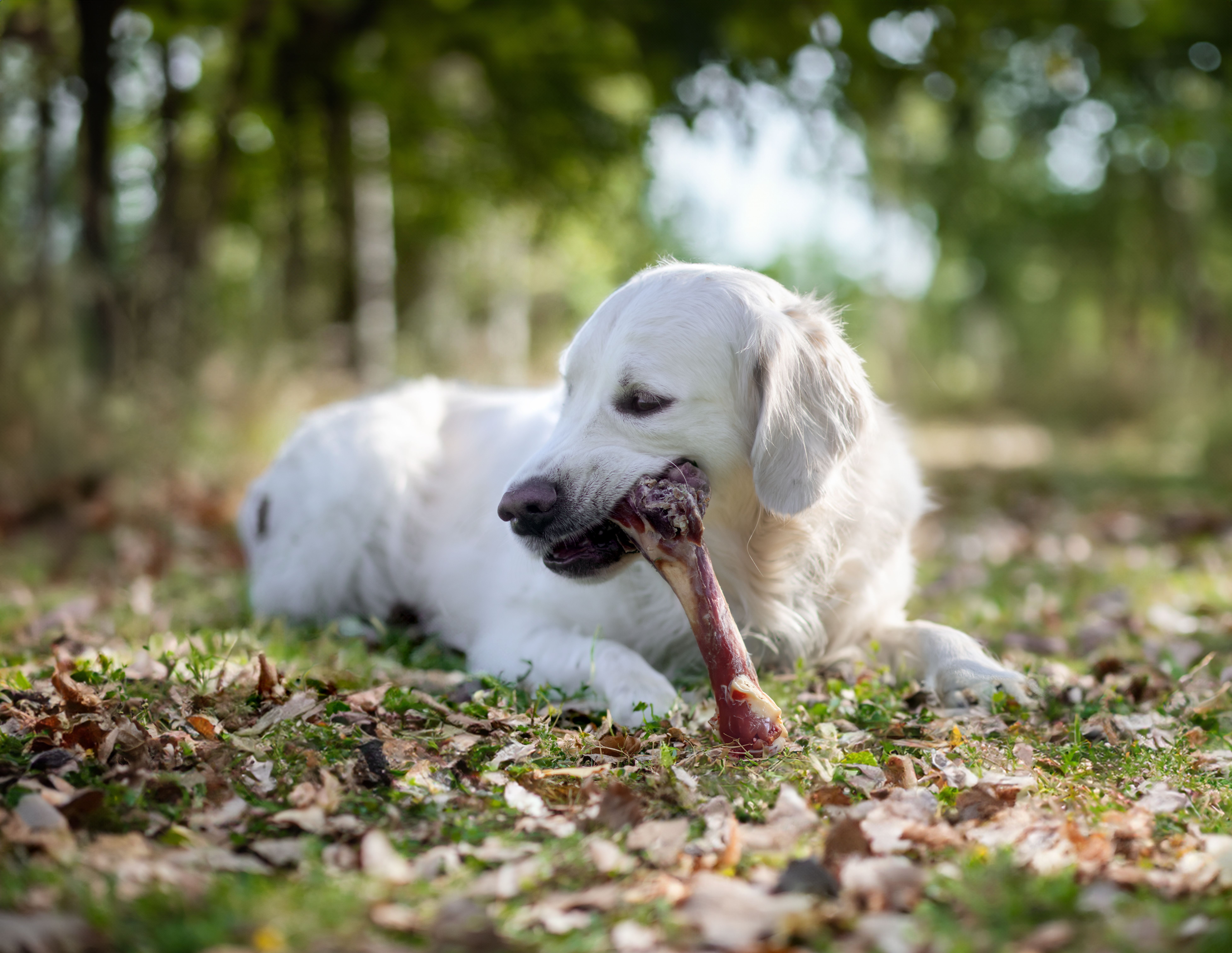 golden retriever blanc avec un os de jambon ultra premium direct dans les bois