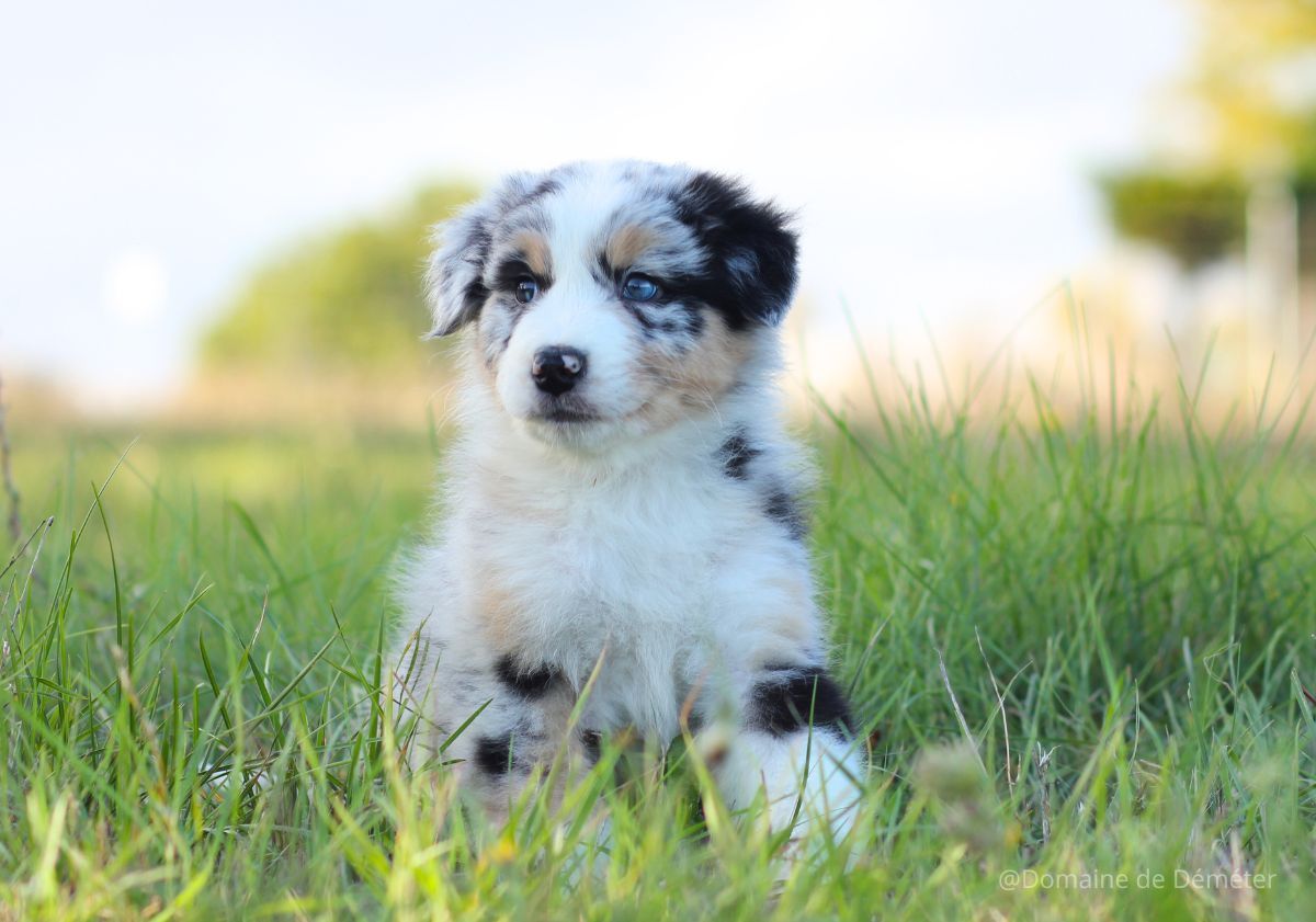 chiot berger australien dans l'herbe