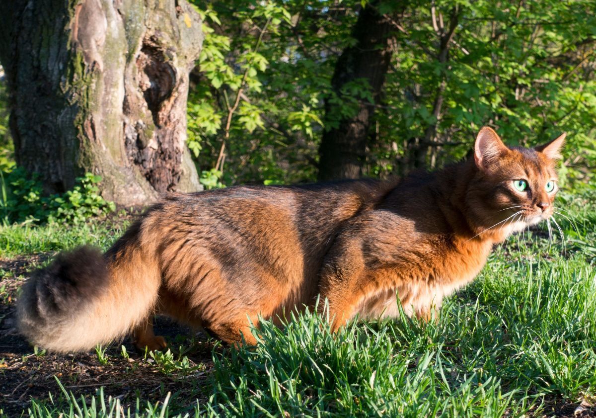 chat somali chassant dans la nature