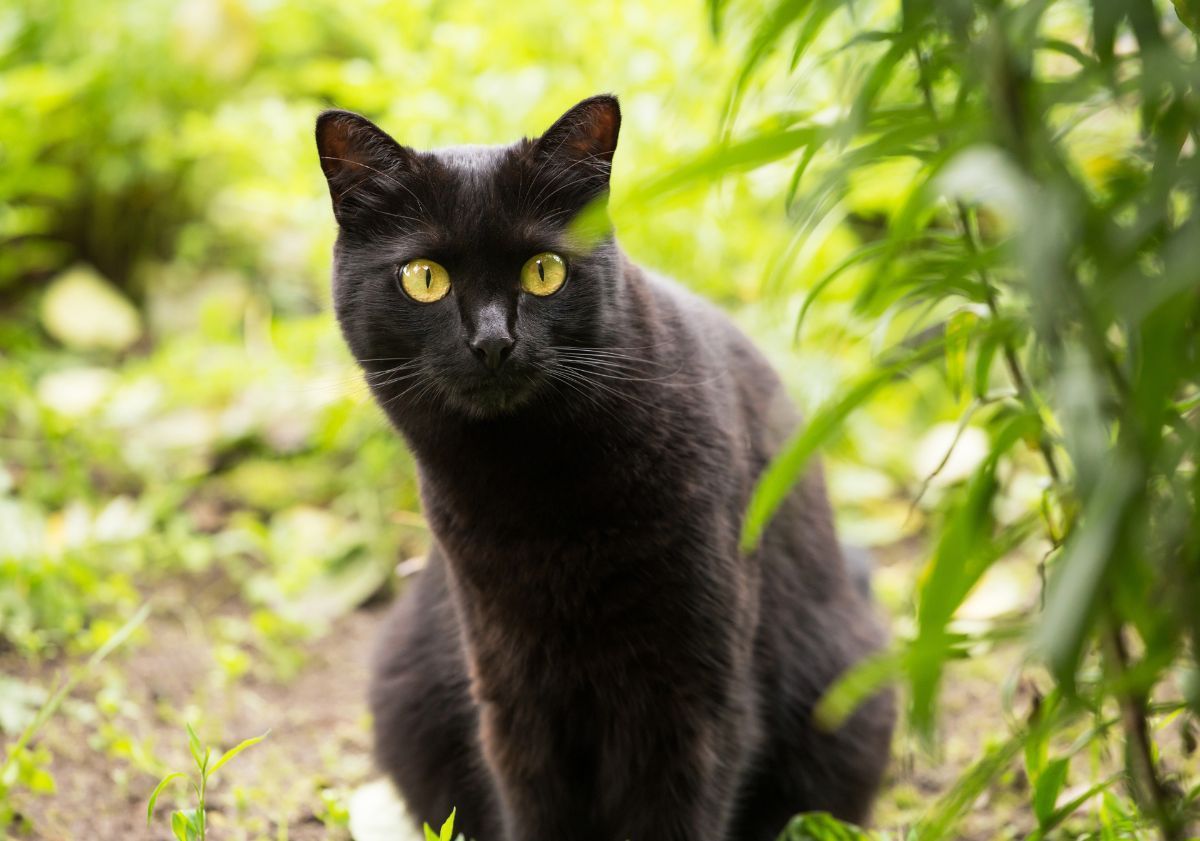 chat de bombay dans la nature
