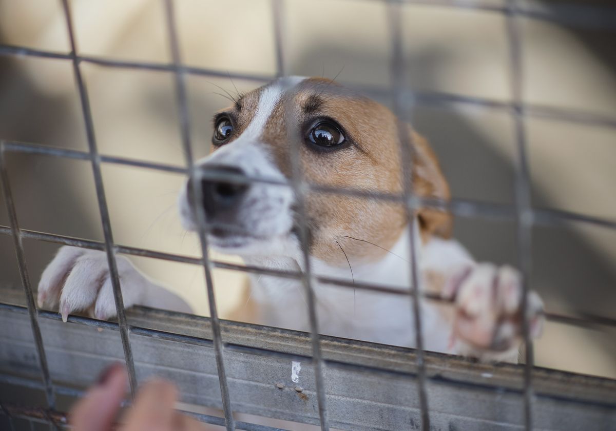chien de refuge derrière une grille