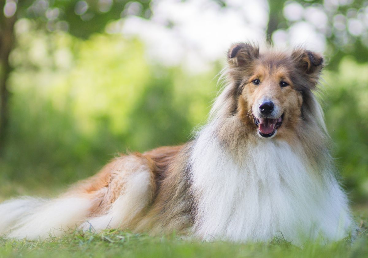 Colley allongé dans l'herbe