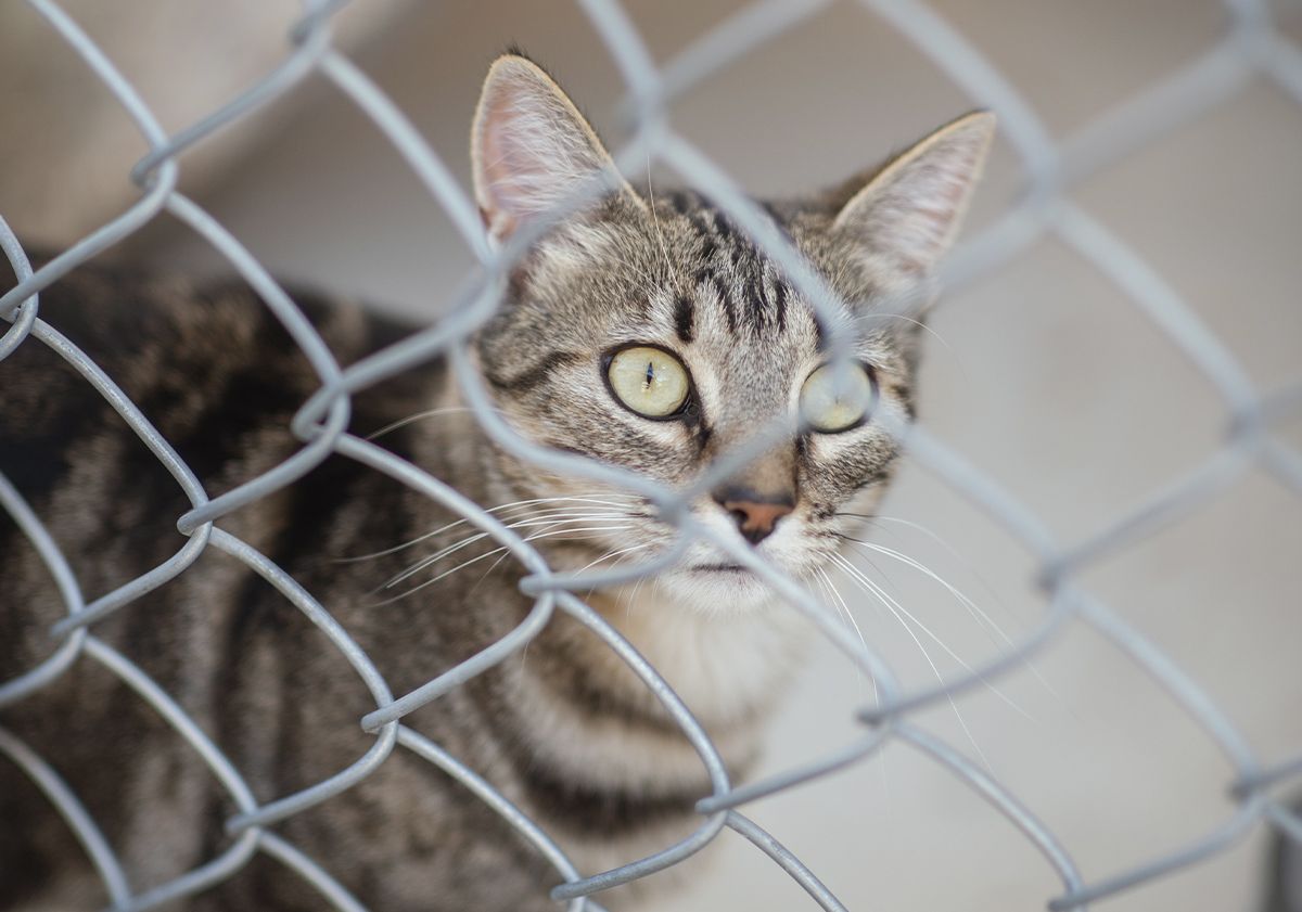 chat de refuge derrière une grille